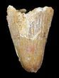 Cretaceous Fossil Crocodile (Elosuchus) Tooth - Morocco #49033-1